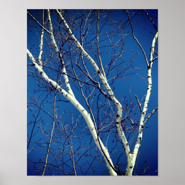 Poster White Paper Birch Tree Branches Contra o Céu Azul (Frente)