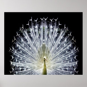 Poster White Peacock Pavo Animalia
