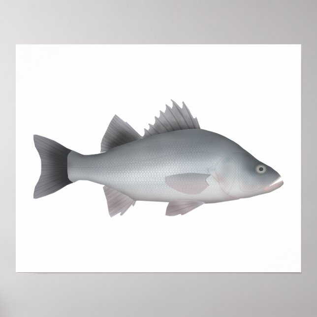 Poster White Perch (Frente)