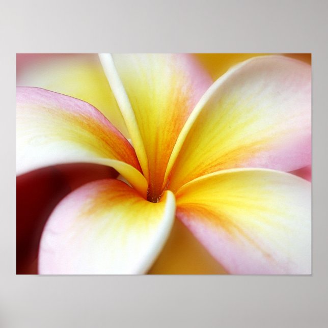 Poster White Plumeria Frangipani Hawaii Flor Havaiano (Frente)