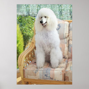 Poster White Poodle