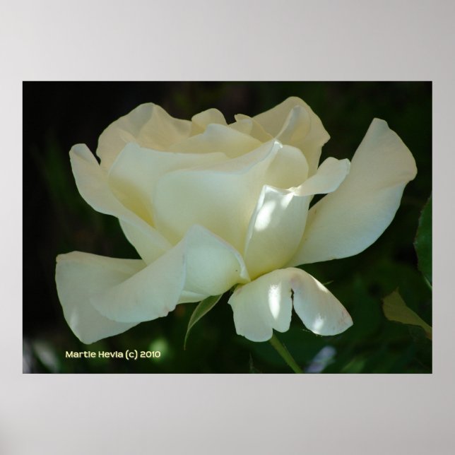 Poster White Rose Ballerina (Frente)