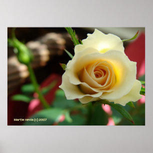 Pôster White Rose Bud