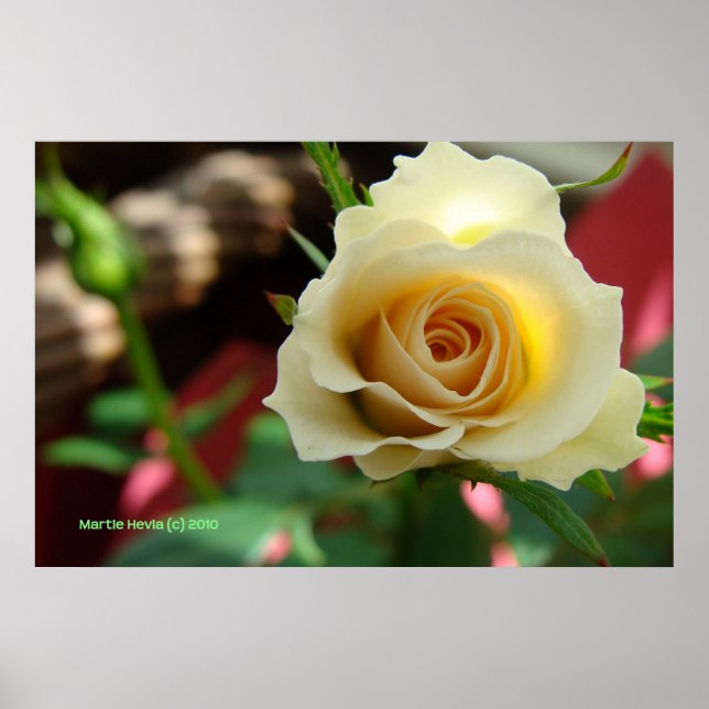 Poster White Rose Bud Impressão/Poster - Selecione seu qu (Frente)