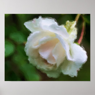 Pôster White Rose Flower Art