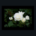 Poster White rose with four white rosebuds<br><div class="desc">Poster with photo of a white rose with four white rosebuds on a black background. Makes a great birthday gift for a mother of four children who loves roses and gardening,  as well as a nice gift on a marriage anniversary if the family has four children.</div>