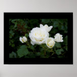 Poster White rose with four white rosebuds<br><div class="desc">Poster with photo of a white rose with four white rosebuds on a black background. Makes a great birthday gift for a mother of four children who loves roses and gardening,  as well as a nice gift on a marriage anniversary if the family has four children.</div>