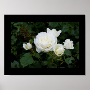 Poster White rose with four white rosebuds