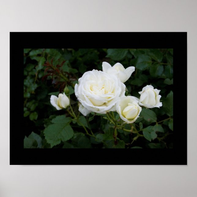 Poster White rose with four white rosebuds (Frente)