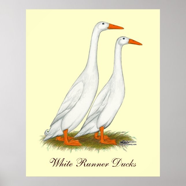 Pôster White Runner Ducks (Frente)