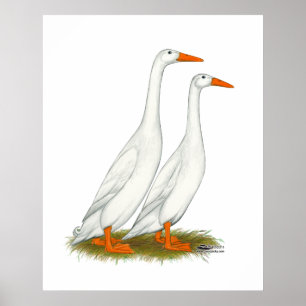 Poster White Runner Ducks
