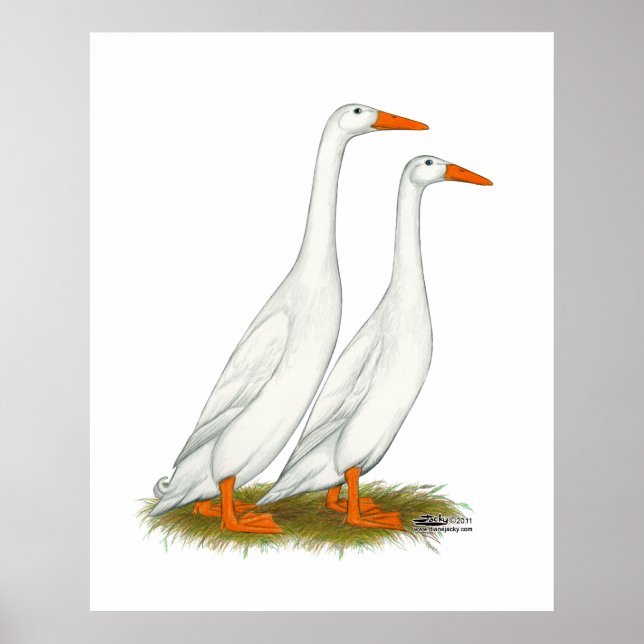 Poster White Runner Ducks (Frente)