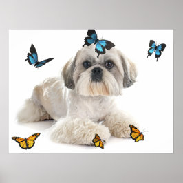 Poster White Shih Tzu Dog