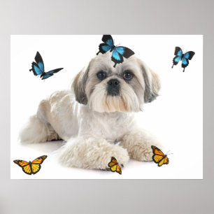 Poster White Shih Tzu Dog