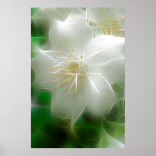 Poster White Shiny Jasmine