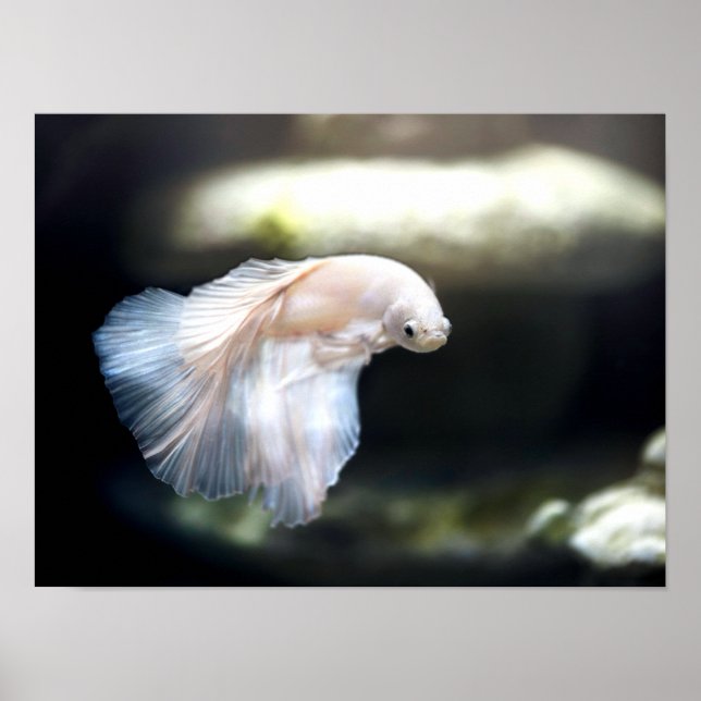 Poster White Siamese Fighting Fish (Frente)