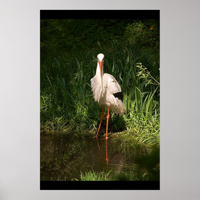 Poster White Stork (Frente)