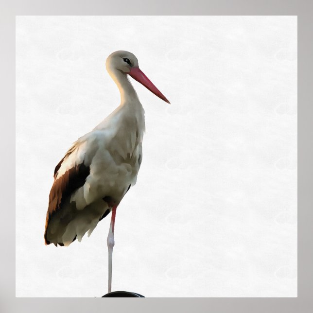 Poster White Stork (Ciconia ciconia) Bird Art On White (Frente)