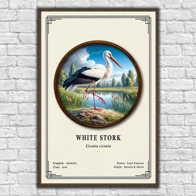 Poster White Stork Zoology Series (Criador carregado)