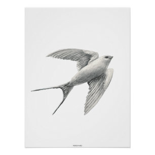 Pôster White Swallow