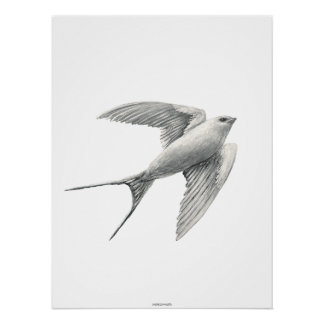 Pôster White Swallow