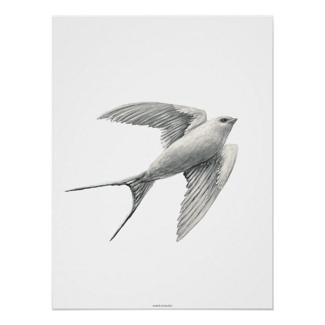 Pôster White Swallow (Frente)