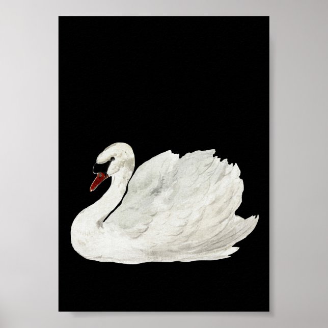 Poster White Swan Vintage Art (Frente)