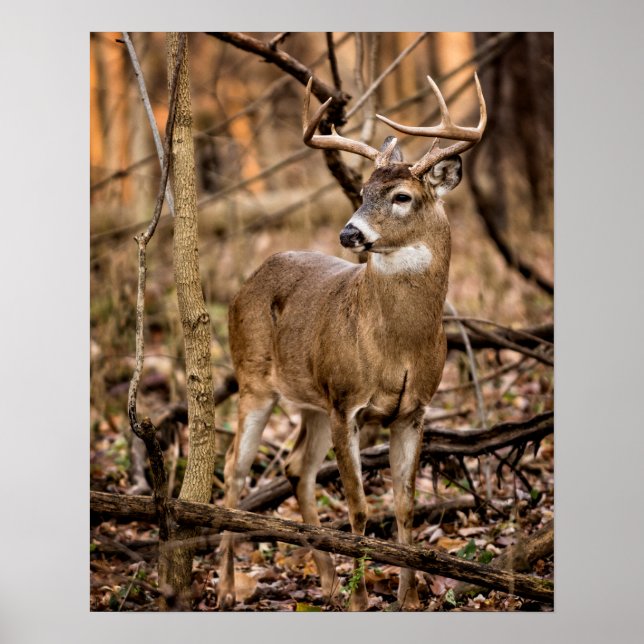 Poster White Tail Deer Buck (Frente)