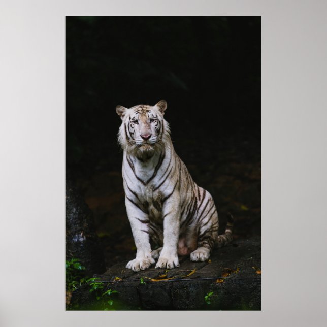 POSTER WHITE TIGER (Frente)