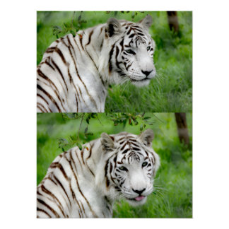 Pôster White tiger