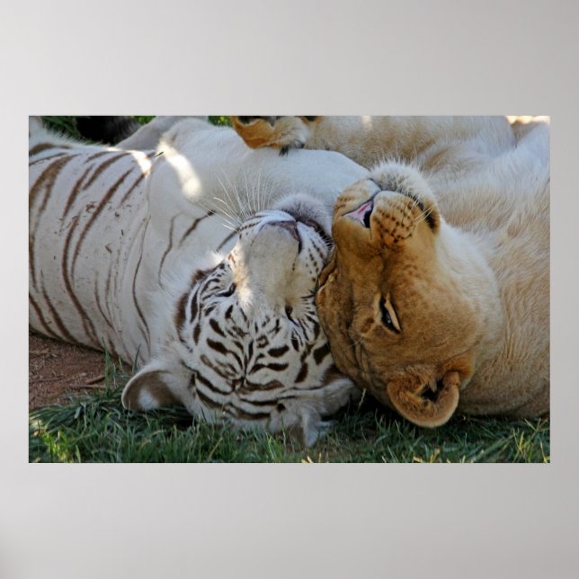 Poster White Tiger and Lion Pals (Frente)