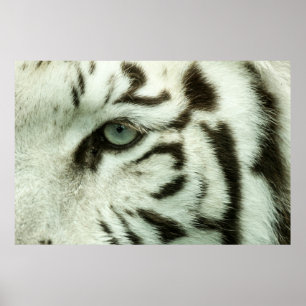 POSTER WHITE TIGER FACE