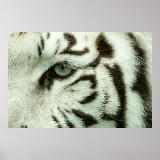 POSTER WHITE TIGER FACE (Frente)