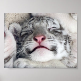 Poster White Tiger Kitten