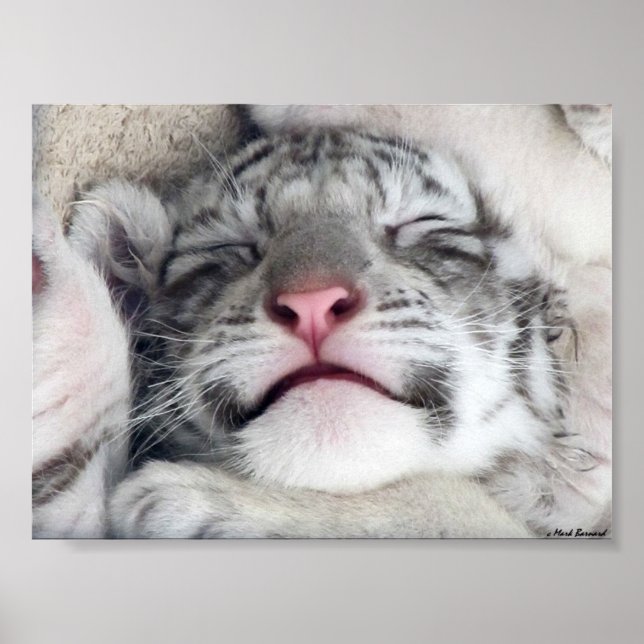 Poster White Tiger Kitten (Frente)