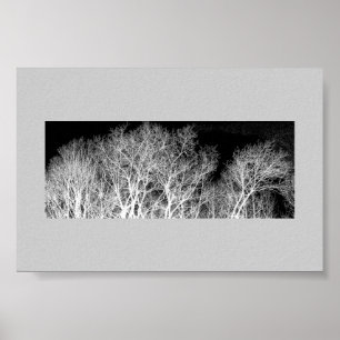 Poster White Trees