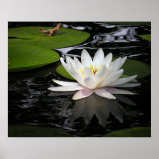 Pôster White Waterlily