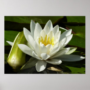 Pôster White Waterlily e Bud Floral