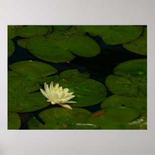Pôster White Waterlily I Peaceful Floral Fotografia