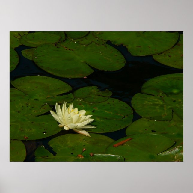 Pôster White Waterlily I Peaceful Floral Fotografia (Frente)