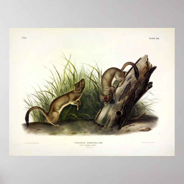 Poster White Weasel (Stoat, Ermine) by Audubon (Frente)