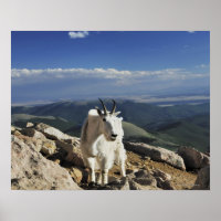 White Wool Rocky Mountain Goat está no topo