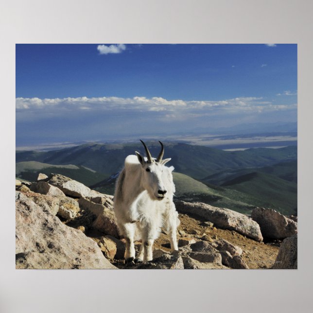 Poster White Wool Rocky Mountain Goat está no topo (Frente)