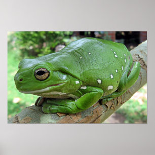 Pôster White's Tree Frog - Litoria caerulea