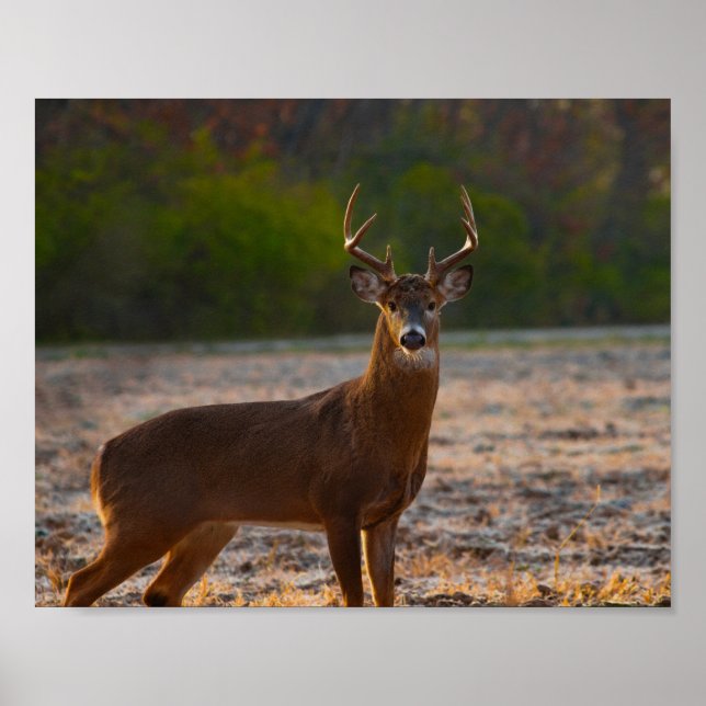 Poster Whitetail Buck (Frente)