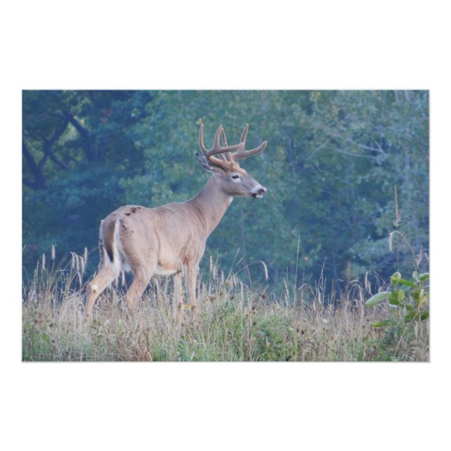 Pôster Whitetail Buck Nature Portrait (Frente)