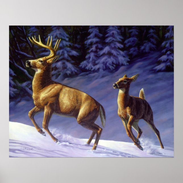 Poster Whitetail Deer Buck & Doe na Neve de inverno (Frente)