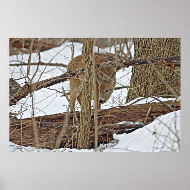 Poster Whitetail Deer Em Neve (Frente)