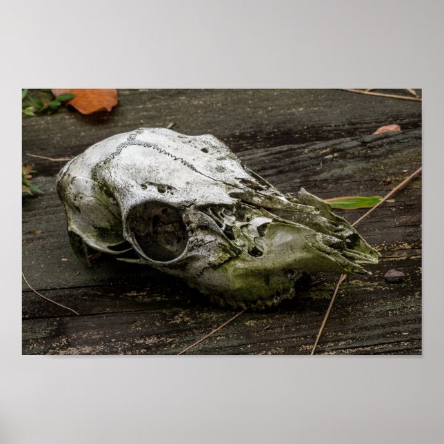 Poster Whitetail Deer Skull (Frente)