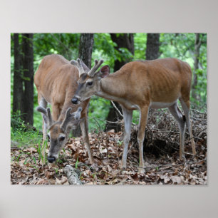 Poster Whitetail Deer Young Bucks Em Velvet